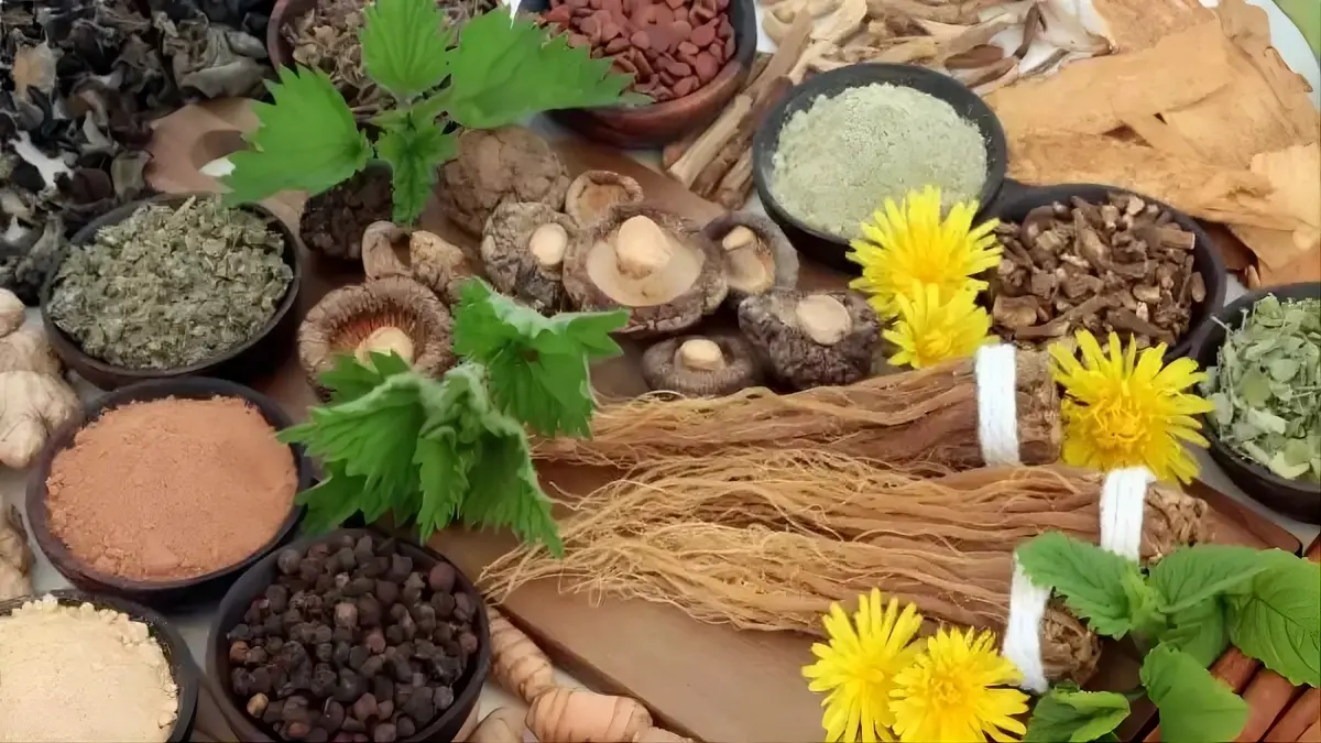 Les Meilleurs Adaptogènes selon votre Type de Stress : Guide Scientifique de Personnalisation