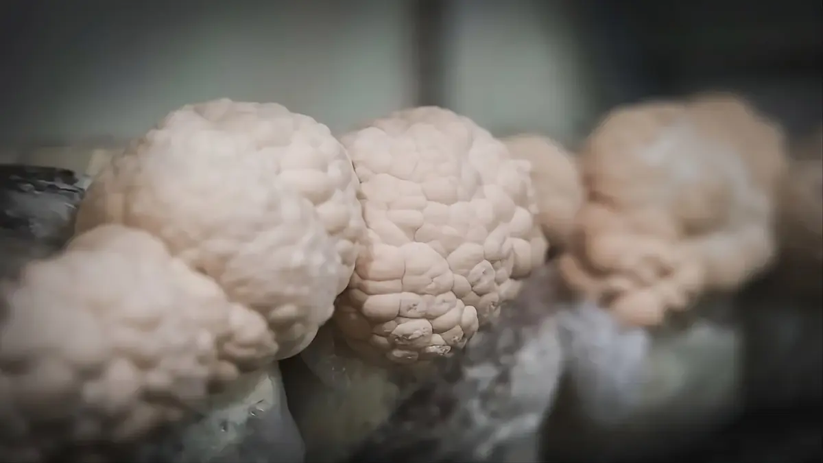 Lion’s Mane : Bienfaits Cognitifs Réels, Dangers et Dose Optimale selon la Science