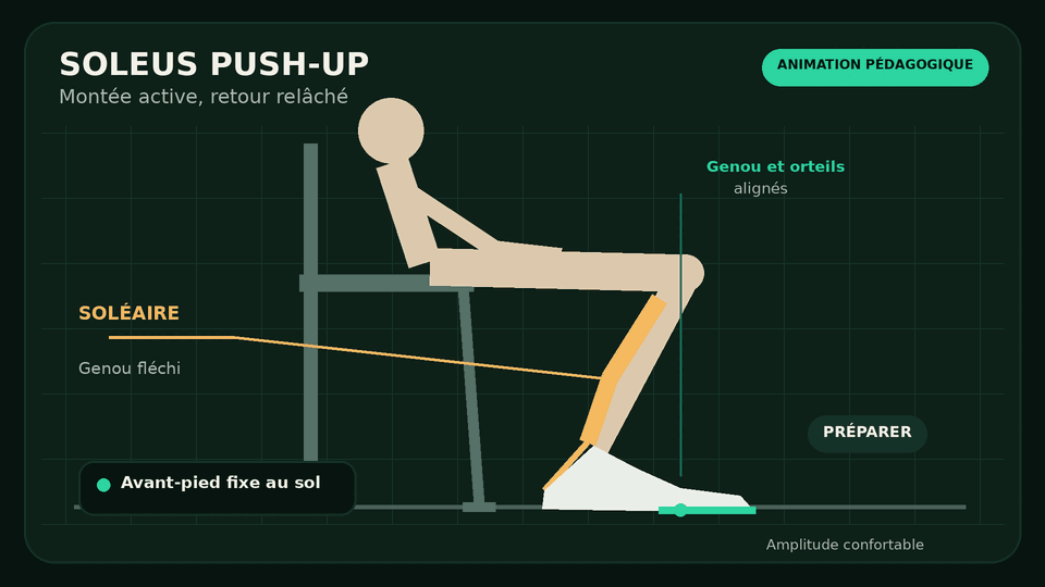 Animation latérale d'un soleus push-up montrant l'avant-pied maintenu au sol, le talon qui monte et le soléaire sollicité